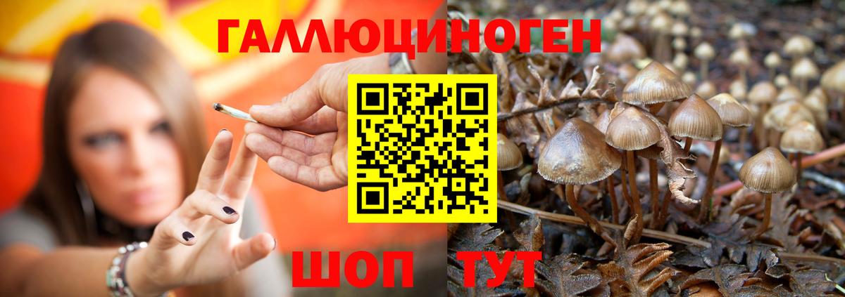 Лесной  Псилоцибиновые грибы Psilocybine cubensis  Вход с VPN 